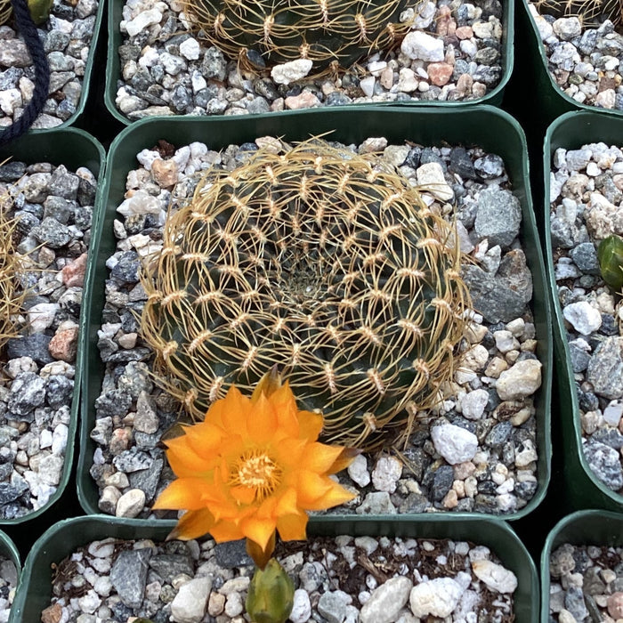 Sulcorebutia candiae