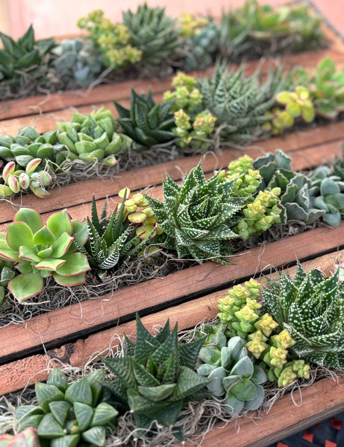 5/24 Succulent Centerpiece Workshop