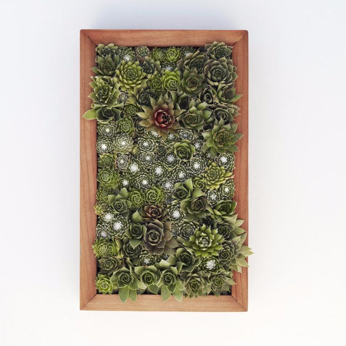6/7 Living Picture Workshop