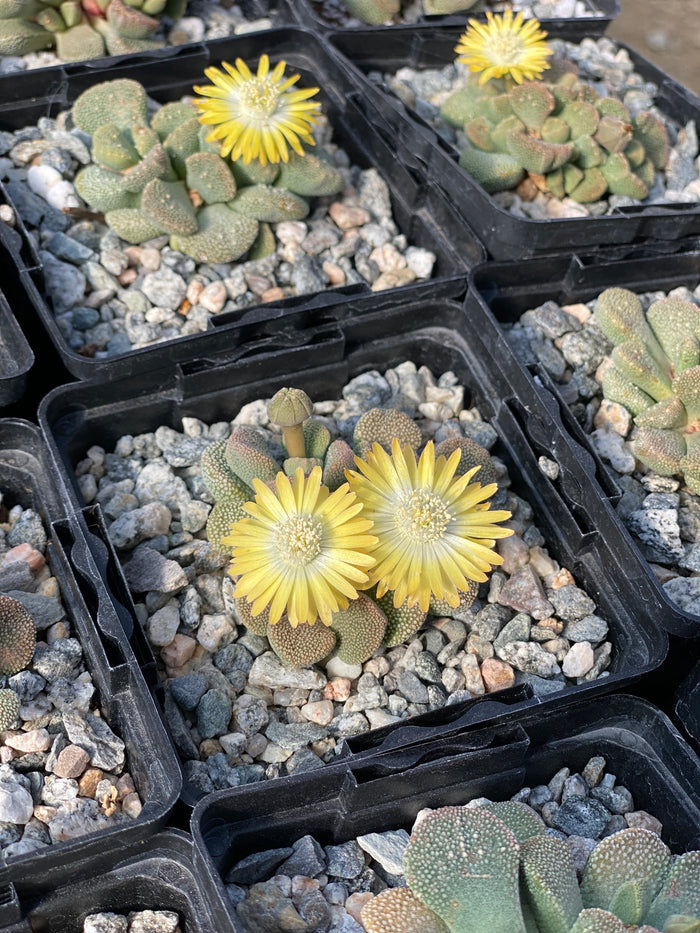 Aloinopsis villetii