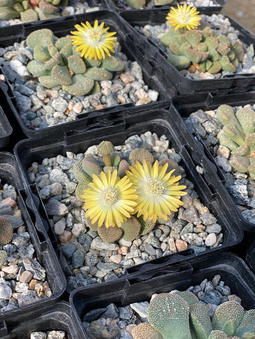 Aloinopsis villetii