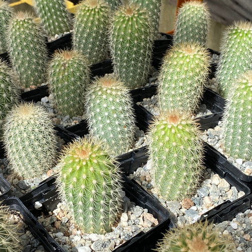 Echinocereus websterianus