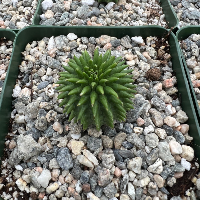 Euphorbia suzannae