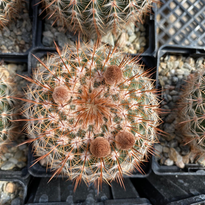 Notocactus schlosseri