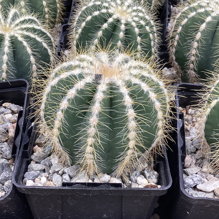 Parodia magnifica