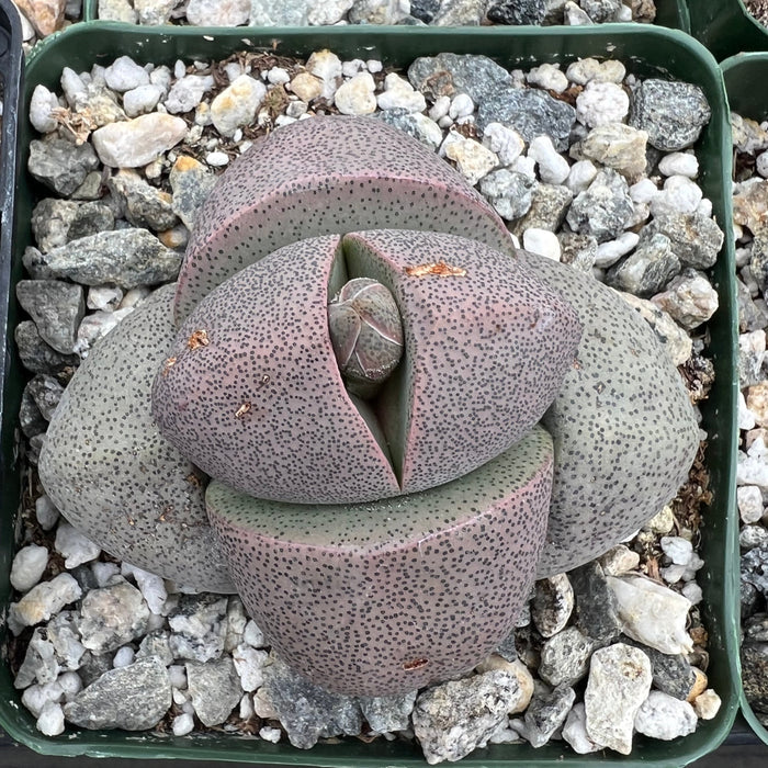 Pleiospilos nelii