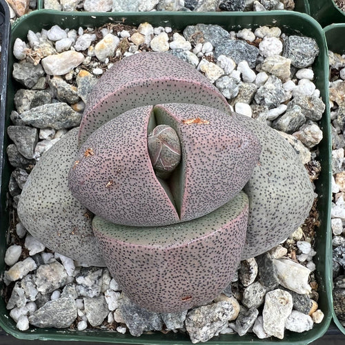 Pleiospilos nelii