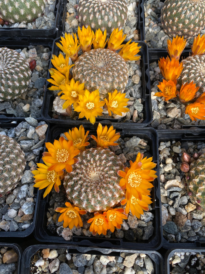 Sulcorebutia arenacea