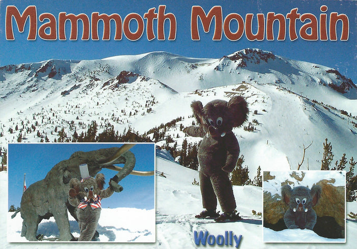 Woolly Postcard-QTY=50
